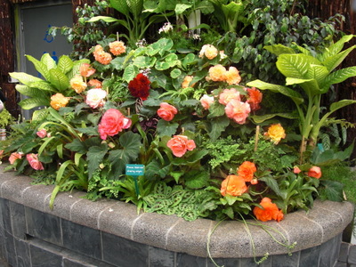 begonias